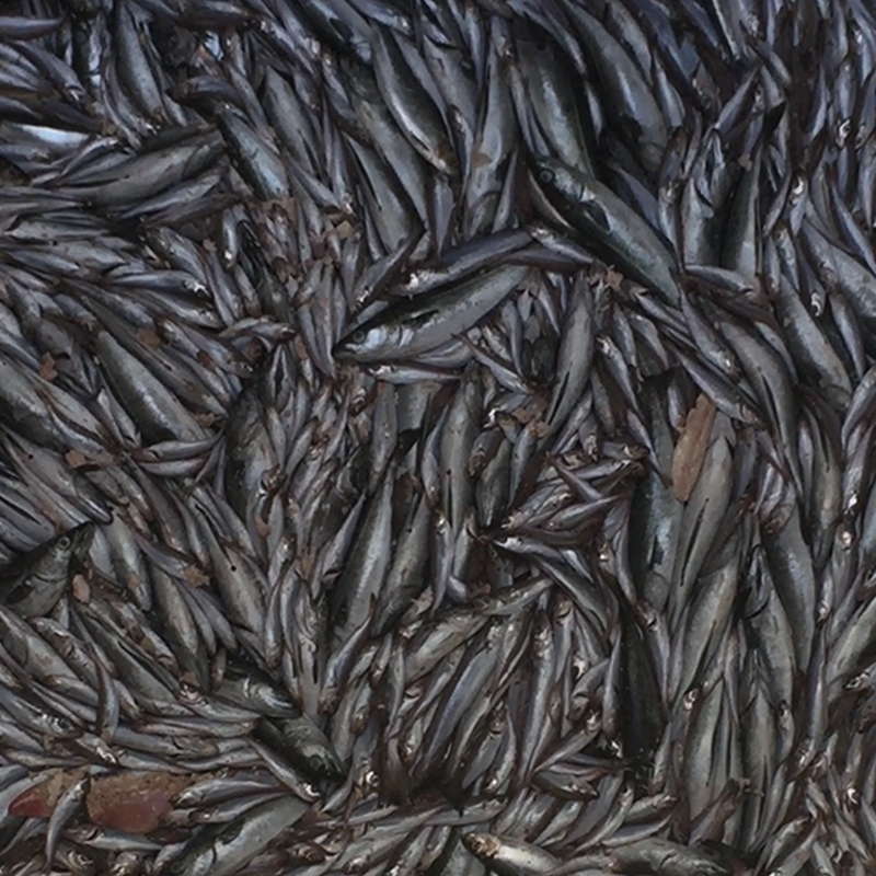 Transportation of animal by-products and offals within fishmeal processing 
